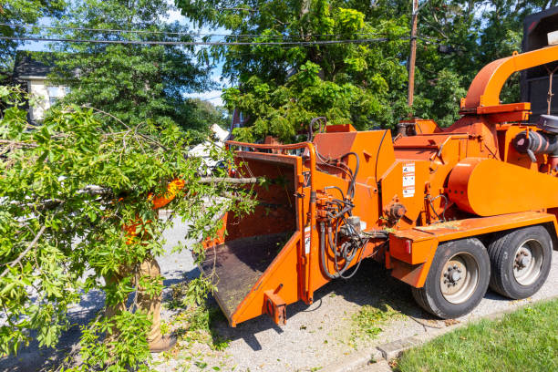 Best Professional Tree Care  in Moyock, NC